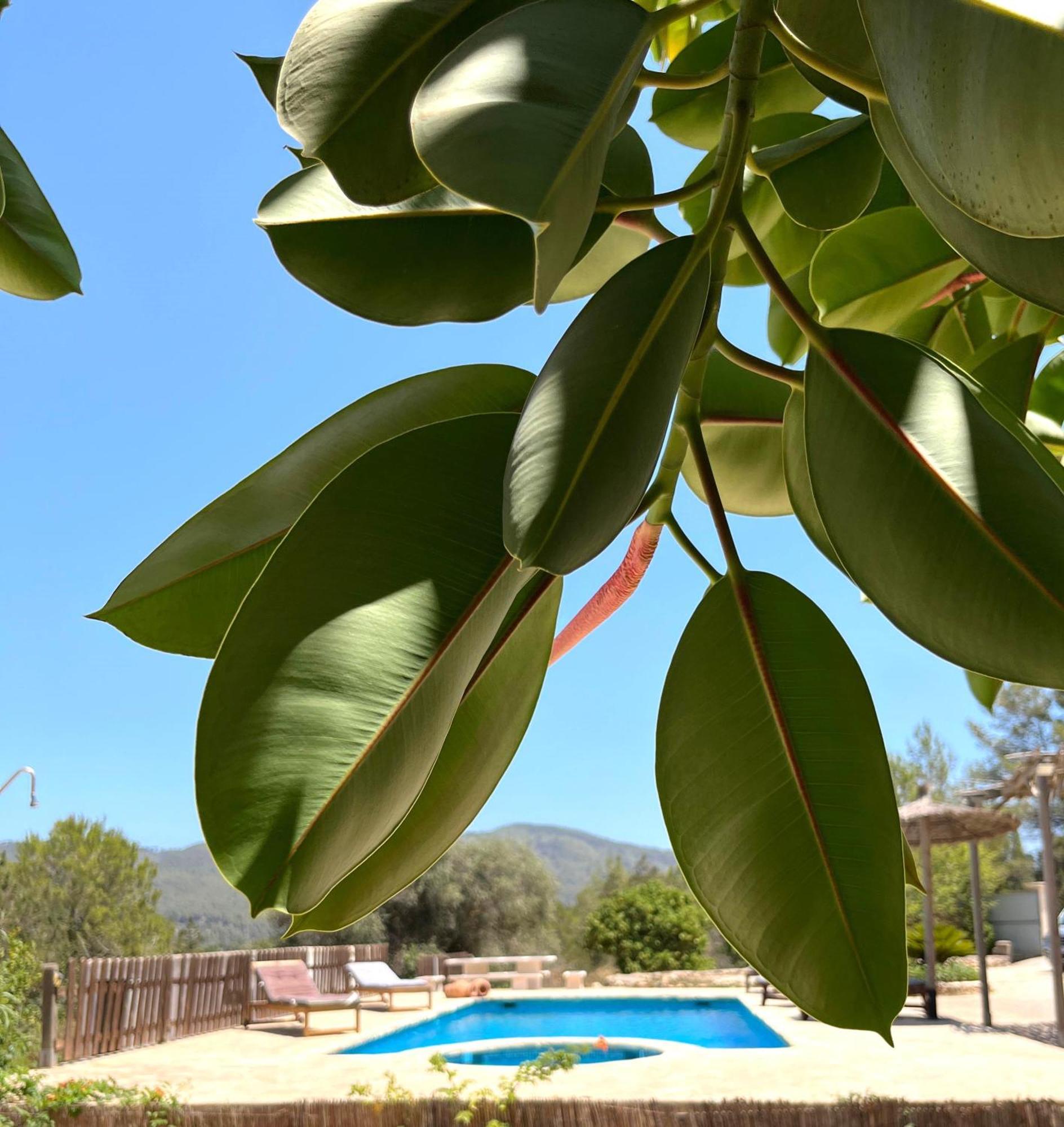 Villa Can Mestreso Suite Ibiza 圣琼德拉布里特 外观 照片